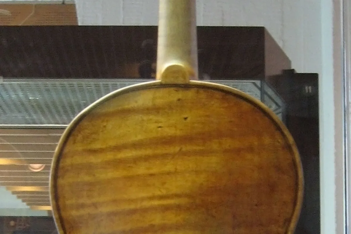 The maple back of a Stradivarius violin showing the flamed grain